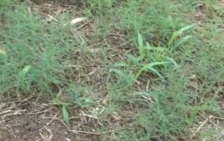 这种野菜外地人当杂草，农村人当菜吃，却是老中医常用的名贵草药